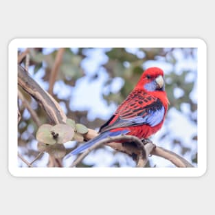 Crimson Rosella 03 Sticker